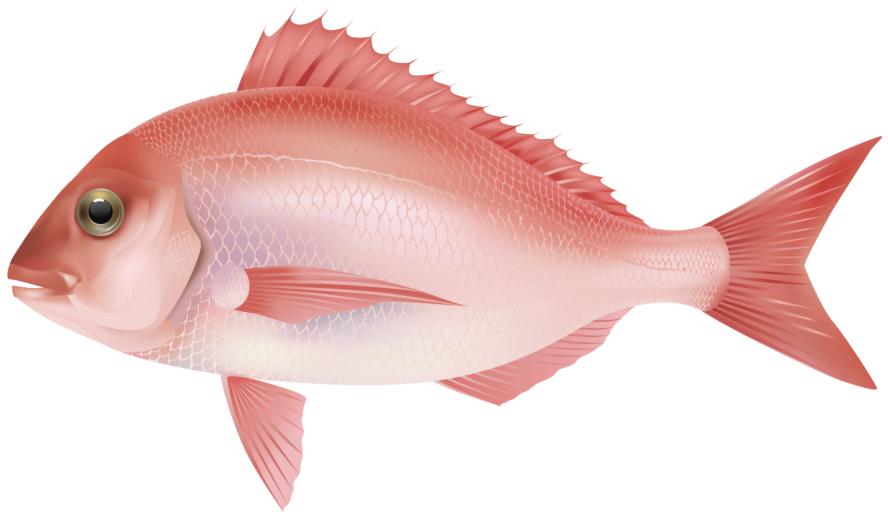 Fish Png 7 Transparent PNG Image