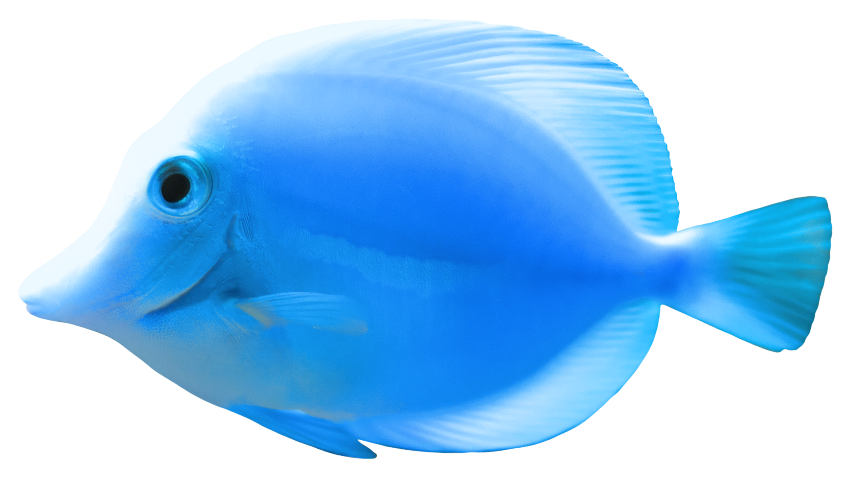 Fish Png 2 Transparent PNG Image