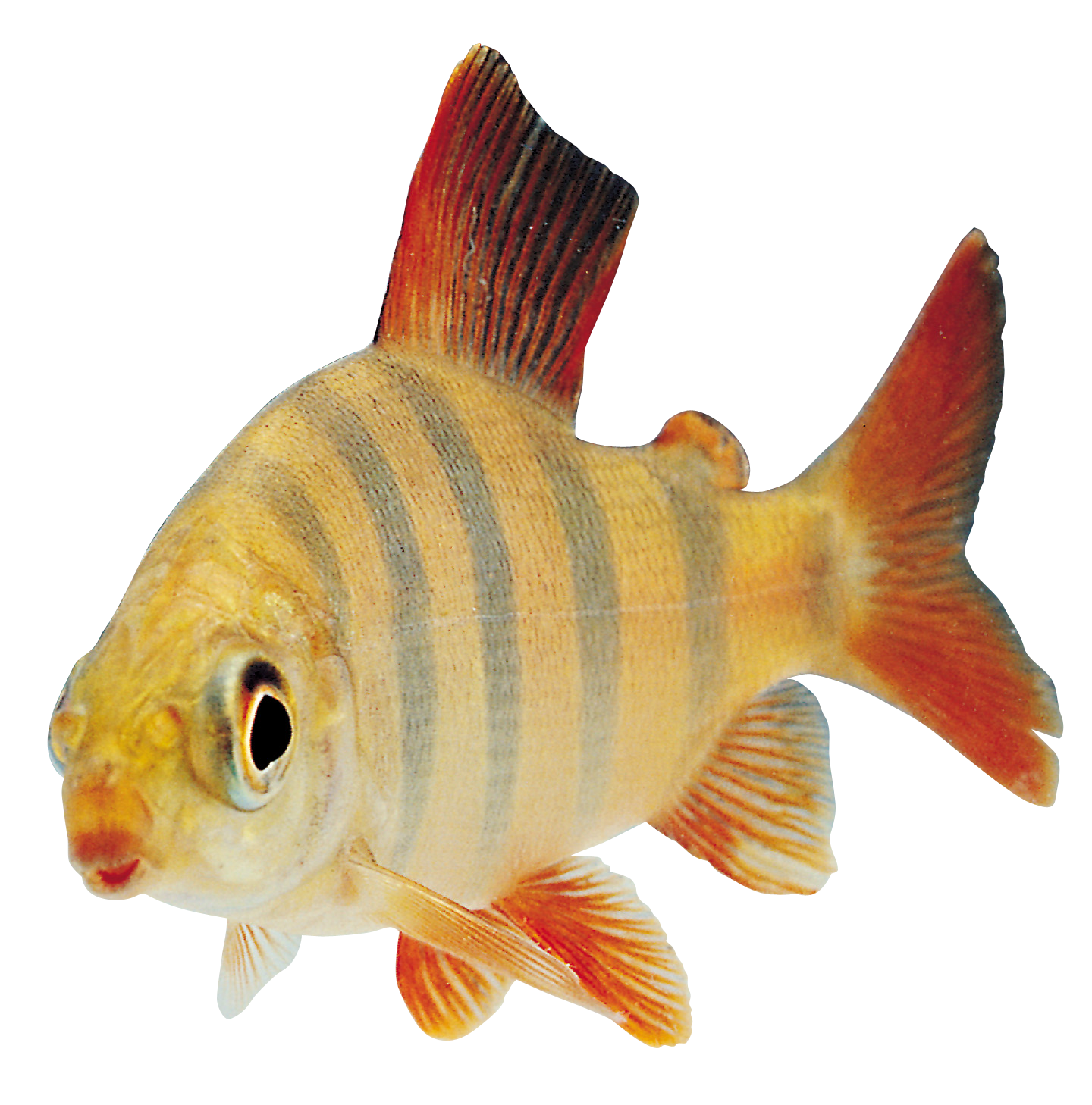 Fish Png 9 Transparent PNG Image