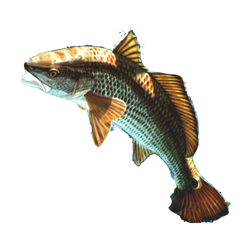 Fish Png 13 Transparent PNG Image