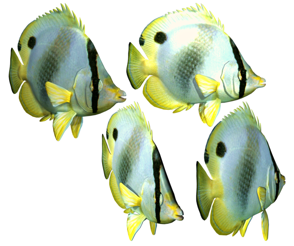 Fish Png 3 Transparent PNG Image