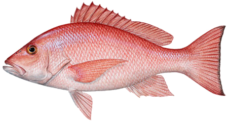 Fish Png 12 Transparent PNG Image