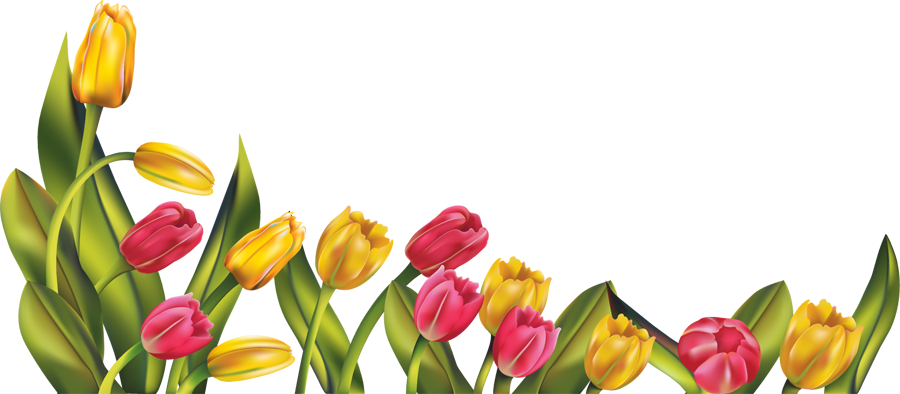 Tulip Picture Transparent PNG Image