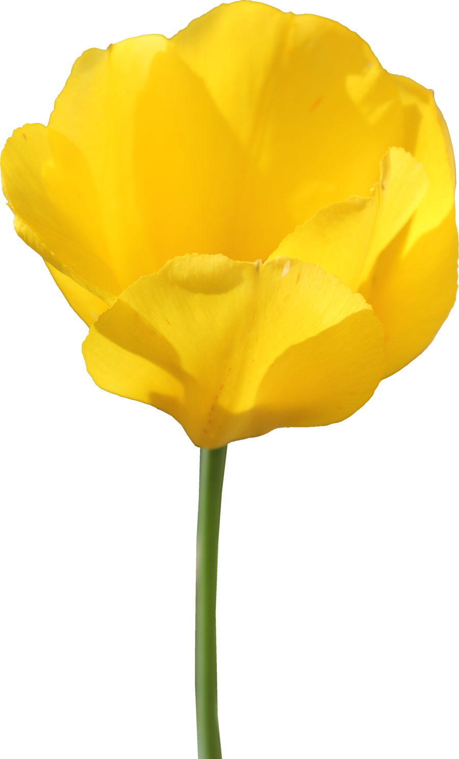 Tulip Png File Transparent PNG Image