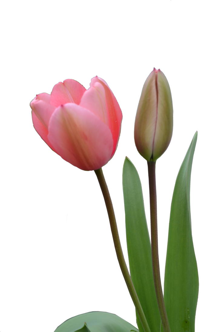 Tulip Bud Transparent PNG Image