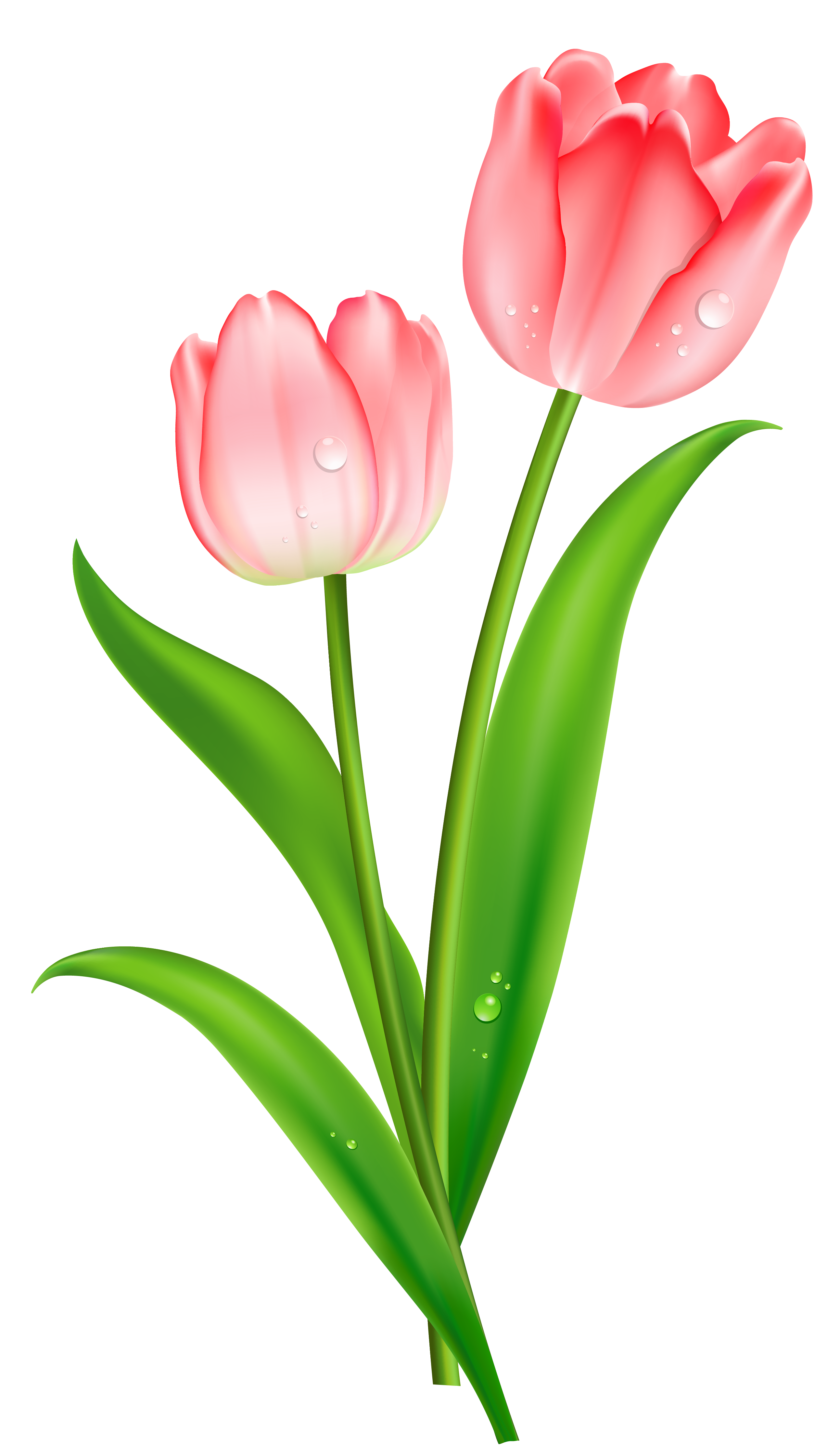 Tulip Clip Art Transparent PNG Image