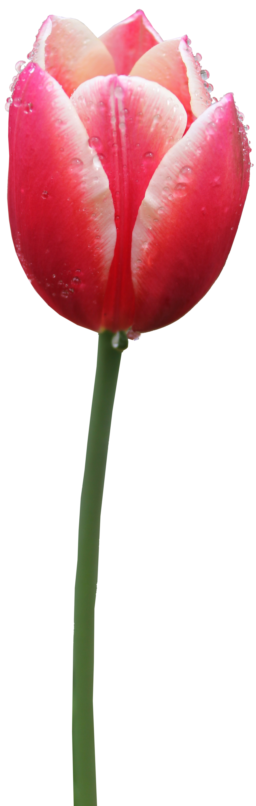 Tulip Free Png Image Transparent PNG Image