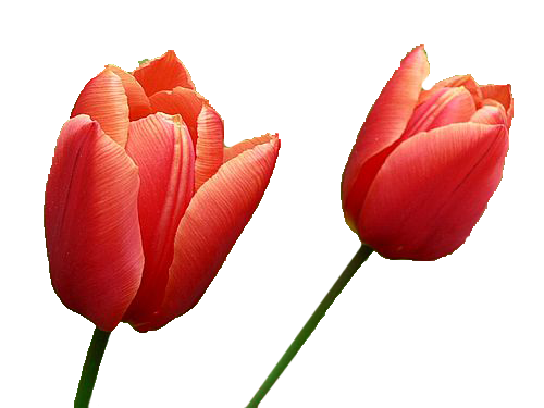 Tulip Image Transparent PNG Image