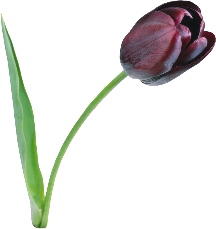 Tulip File Transparent PNG Image