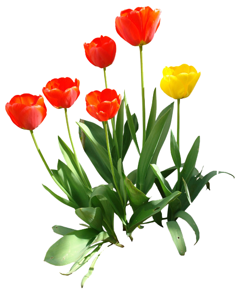 Tulip Transparent Image Transparent PNG Image