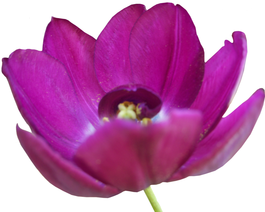 Tulip Transparent PNG Image