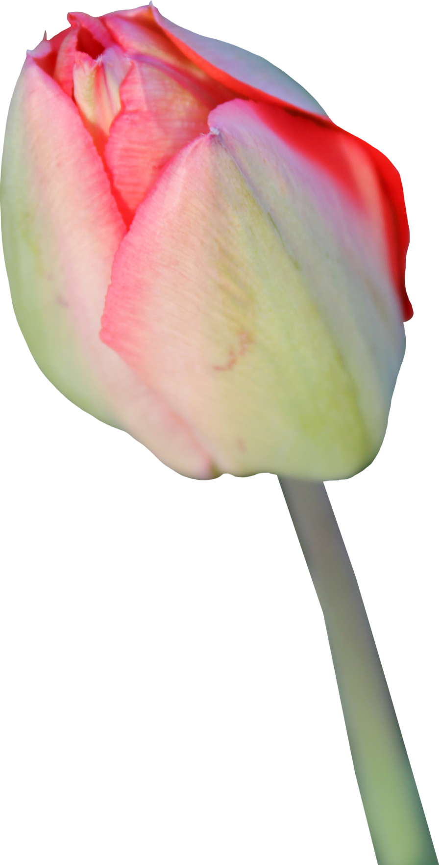 Tulip Transparent Background Transparent PNG Image