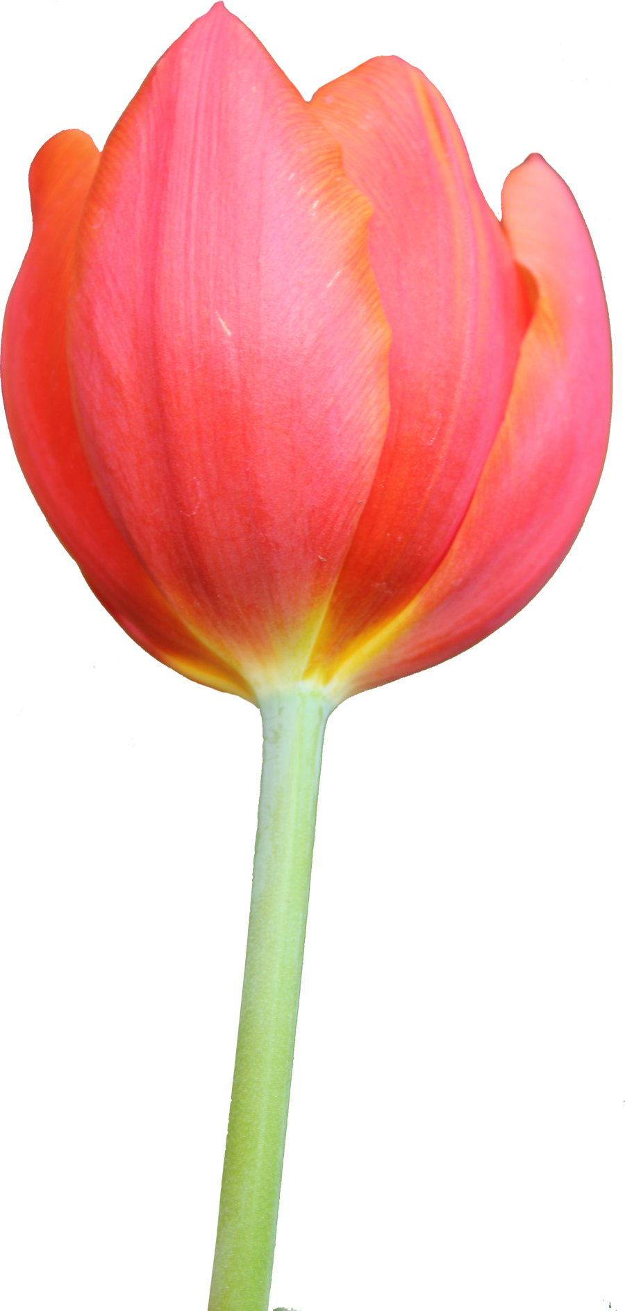 Tulip Hd Transparent PNG Image