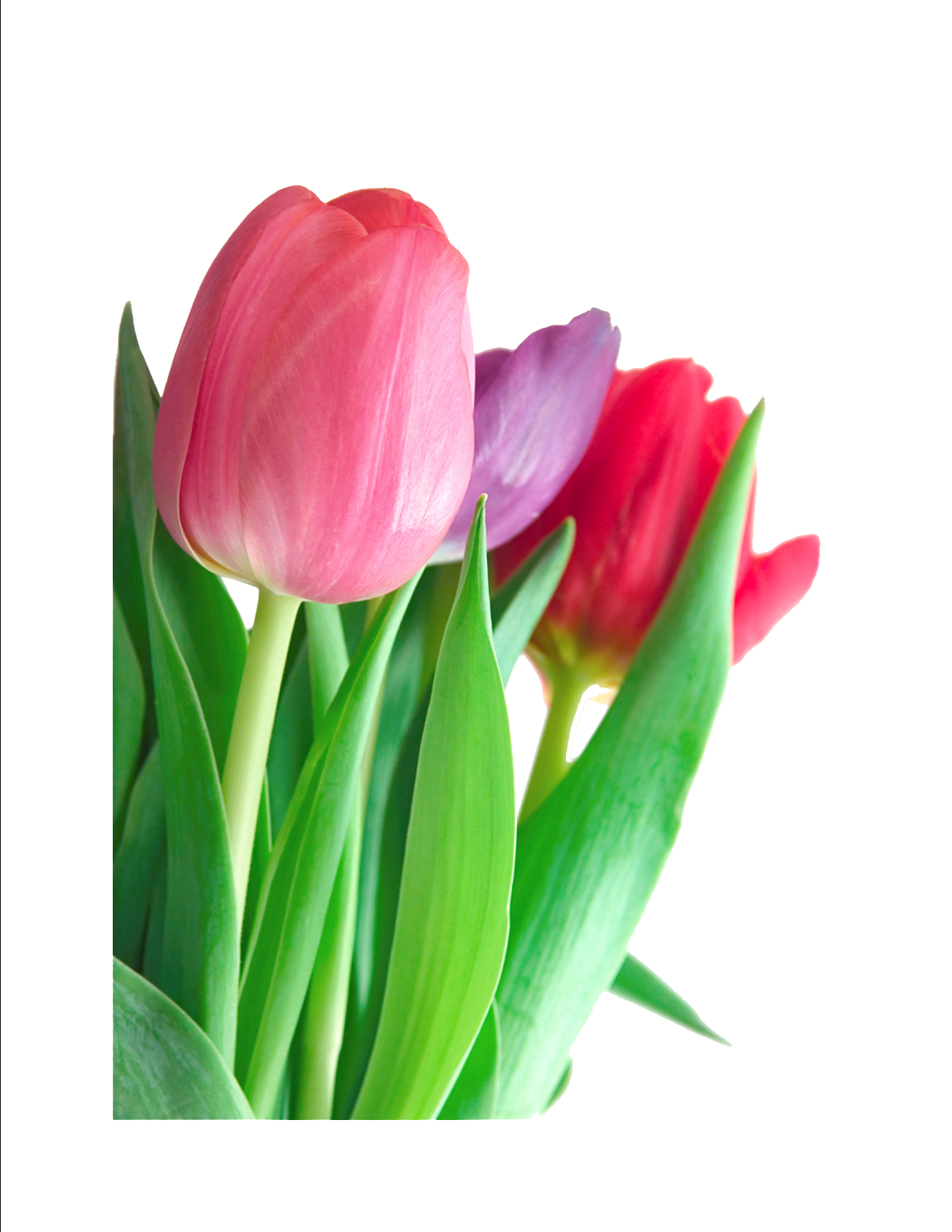 Tulip Clipart Transparent PNG Image