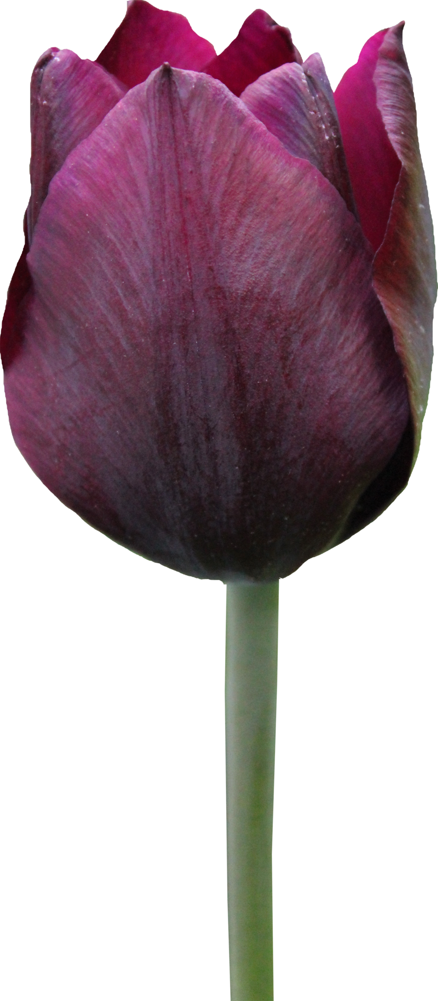 Tulip Free Download Transparent PNG Image