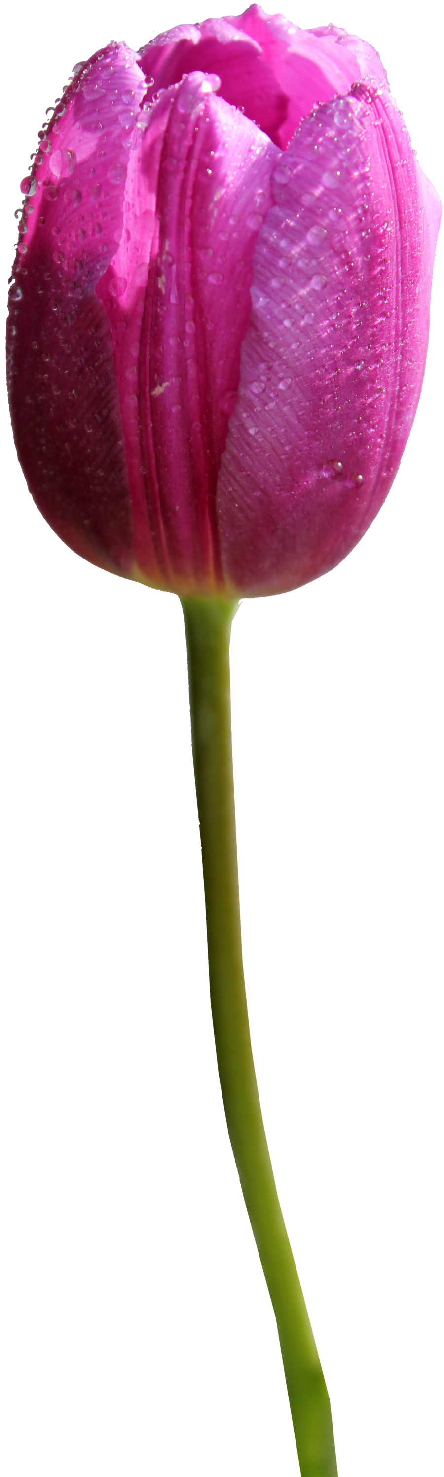 Tulip Png Hd Transparent PNG Image