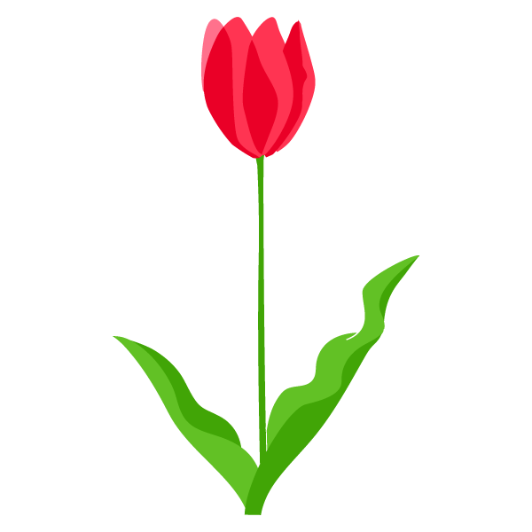 Tulip Plate-Bande Flower Illustration PNG Download Free Transparent PNG Image