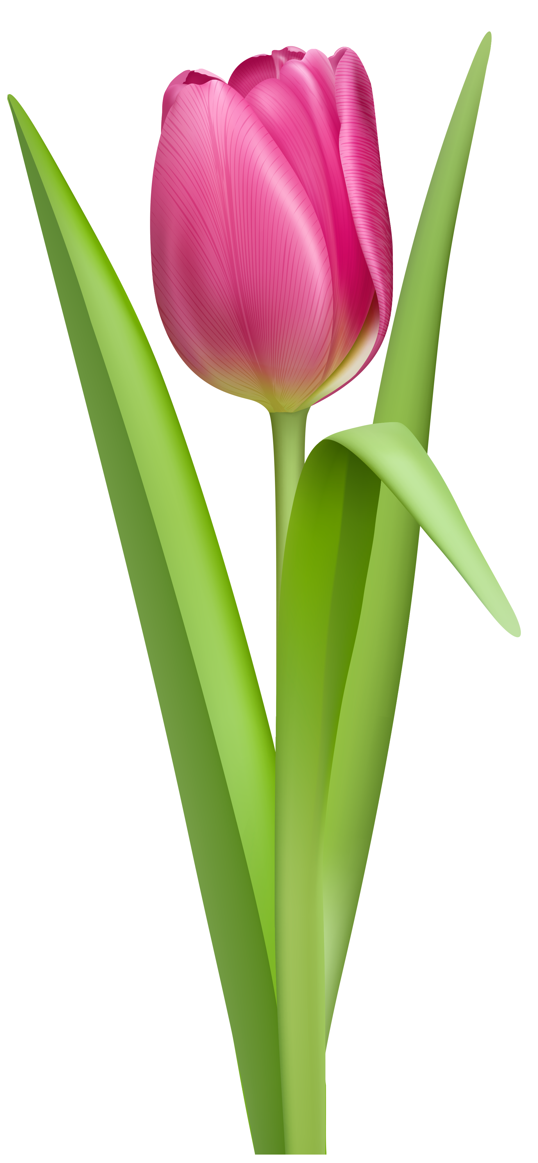 Tulip Png Picture Transparent PNG Image