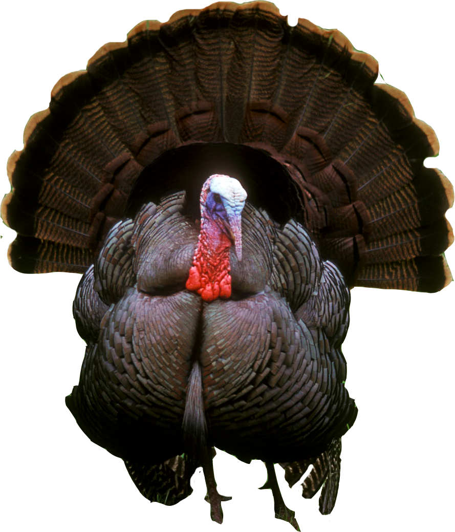 Turkey Photos Transparent PNG Image