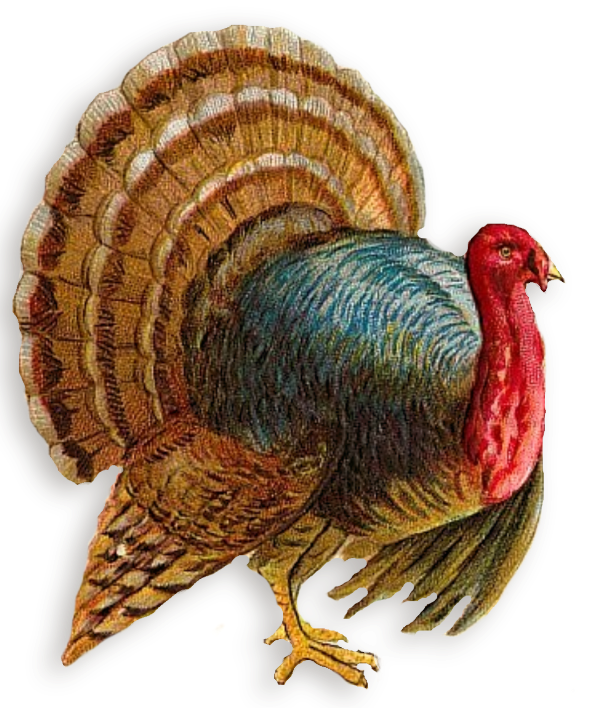 Turkey Clipart Transparent PNG Image