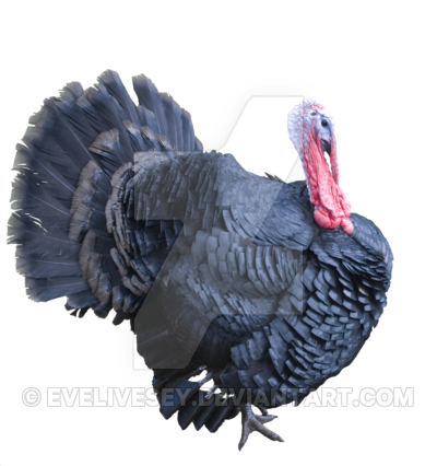 Turkey Png Clipart Transparent PNG Image