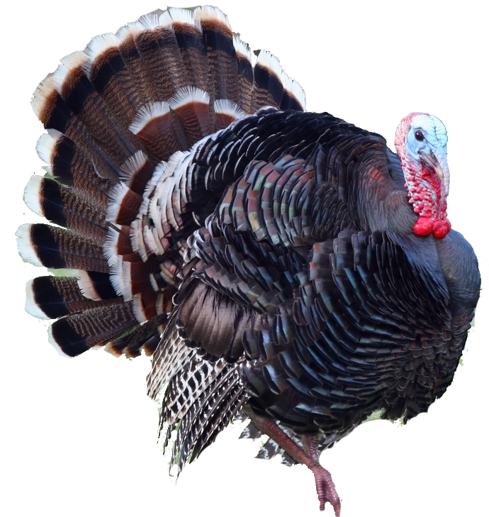 Turkey Png Transparent PNG Image