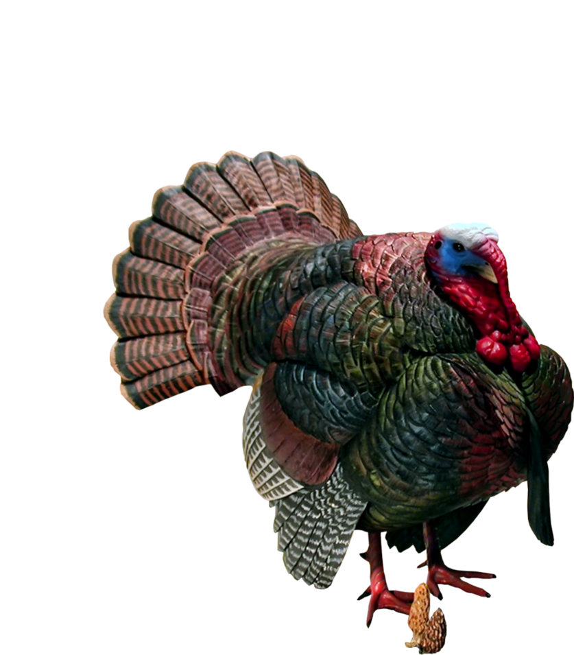 Turkey Transparent Transparent PNG Image