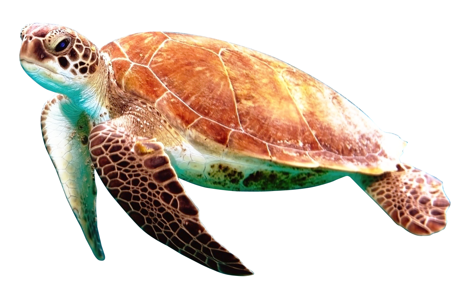 Turtle Free Download Image Transparent PNG Image