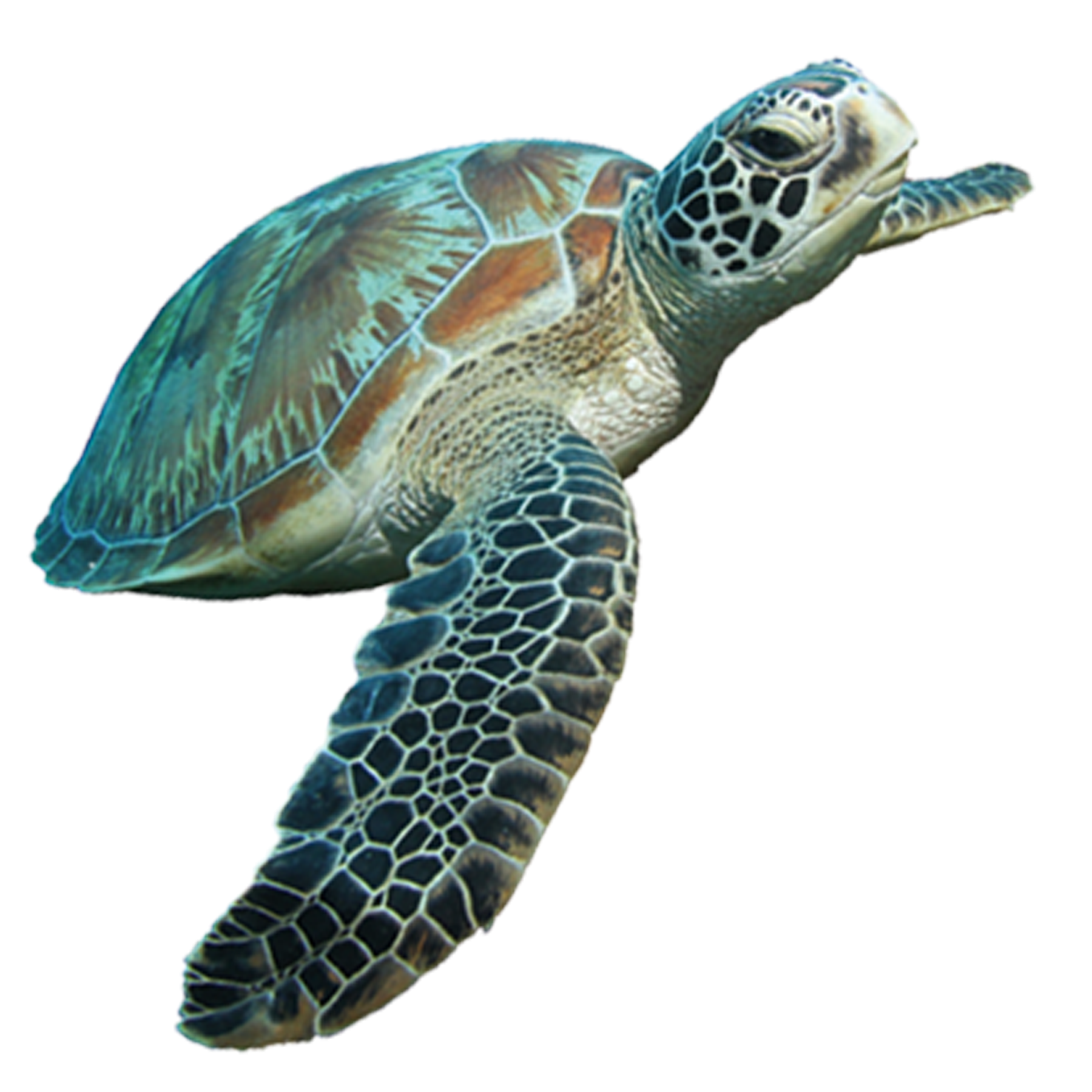 Turtle HQ Image Free Transparent PNG Image