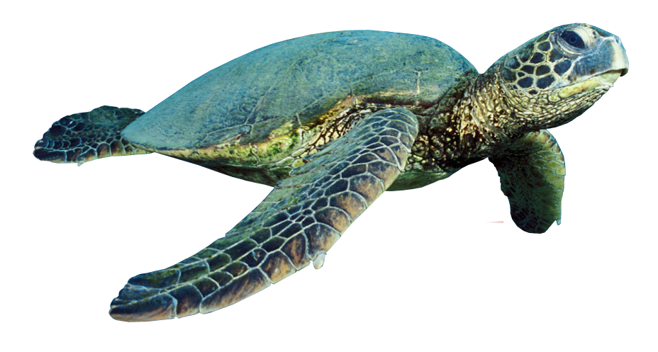 Turtle Coral Free PNG HQ Transparent PNG Image