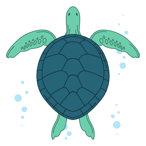 Turtle Photos Coral HQ Image Free Transparent PNG Image