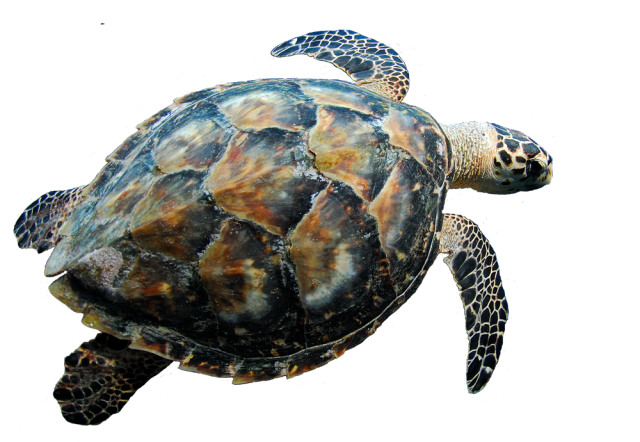 Turtle Coral PNG Free Photo Transparent PNG Image