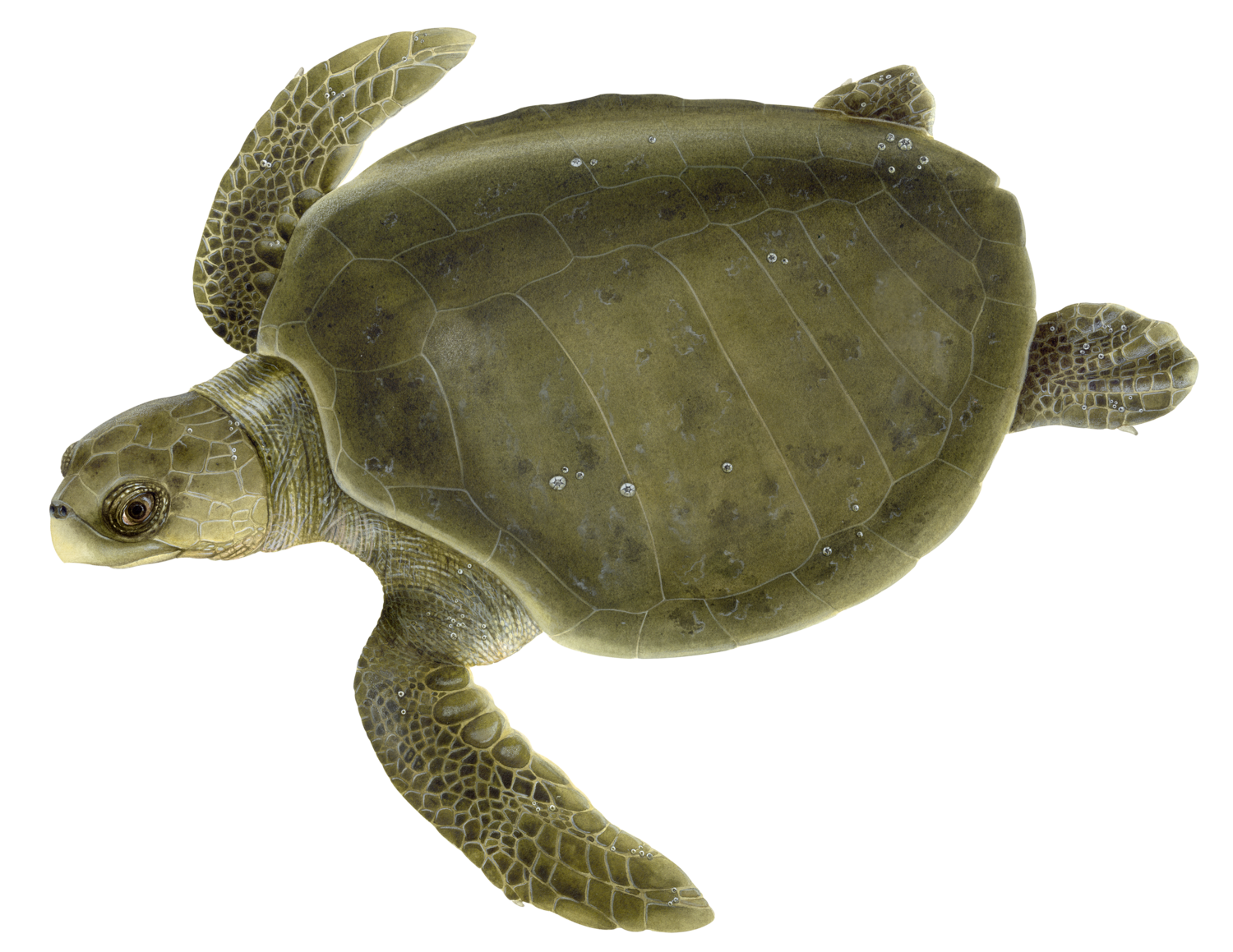 Turtle Green Free Photo Transparent PNG Image