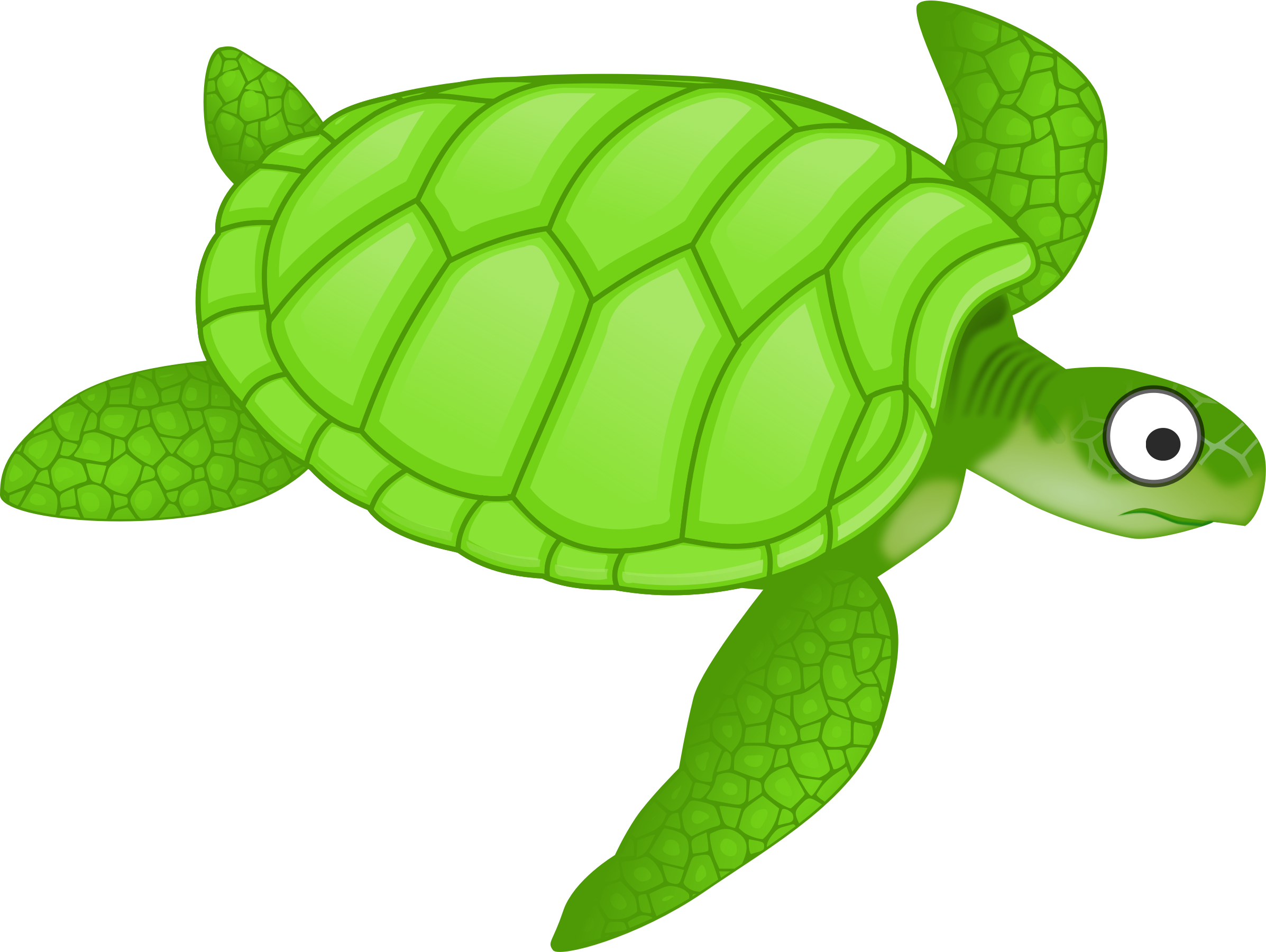 Turtle Photos Green Free Clipart HQ Transparent PNG Image