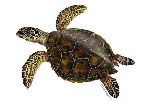 Turtle Sea Download Free Image Transparent PNG Image