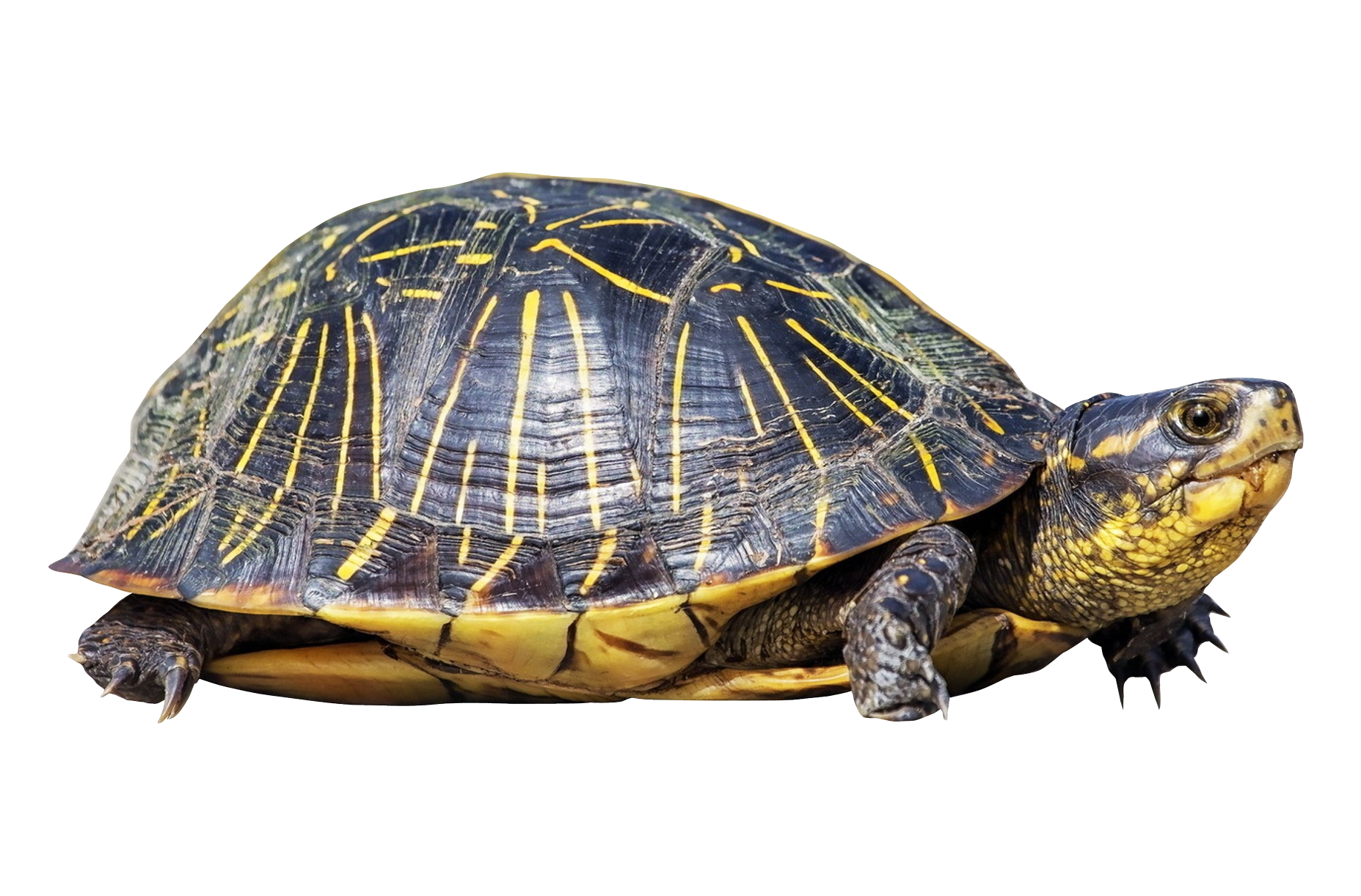 Turtle Photos Sea Free PNG HQ Transparent PNG Image