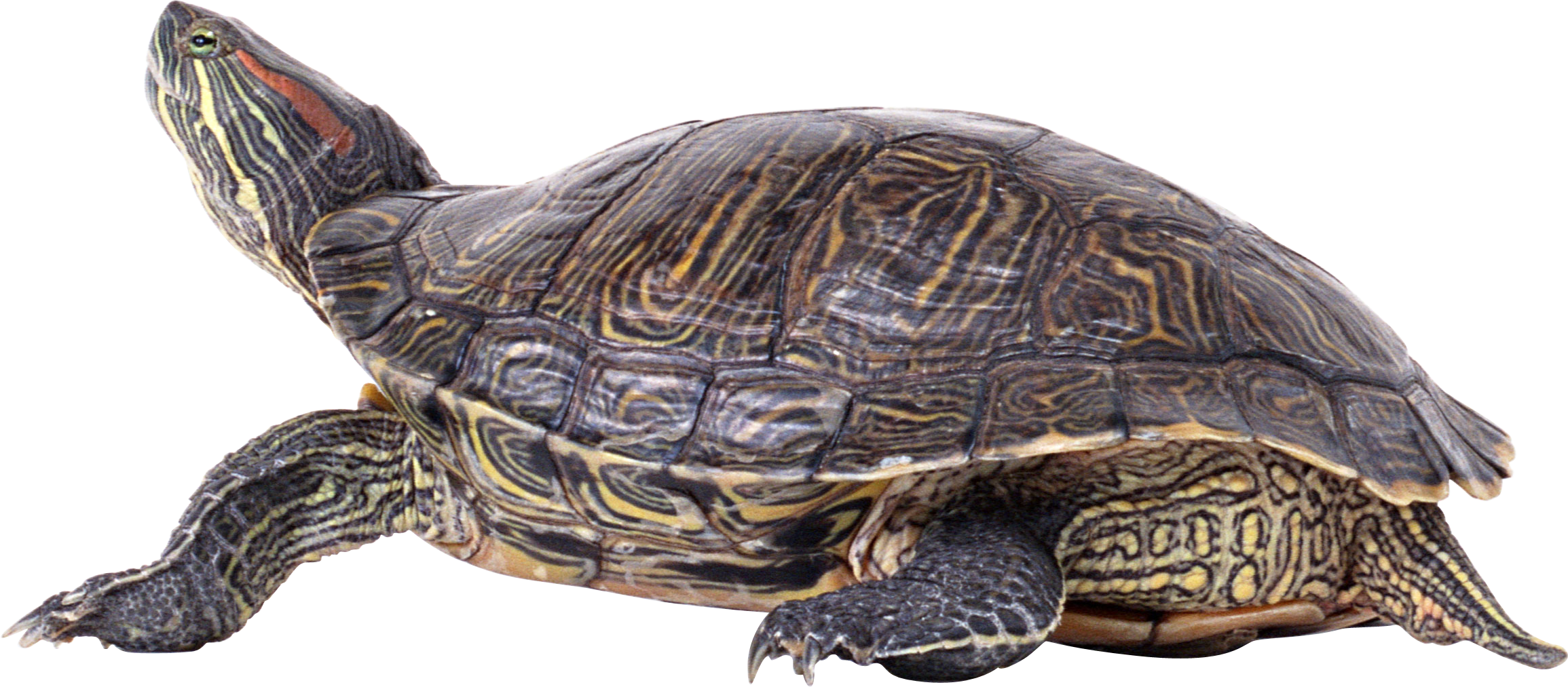 Turtle Pic Sea Free Download Image Transparent PNG Image