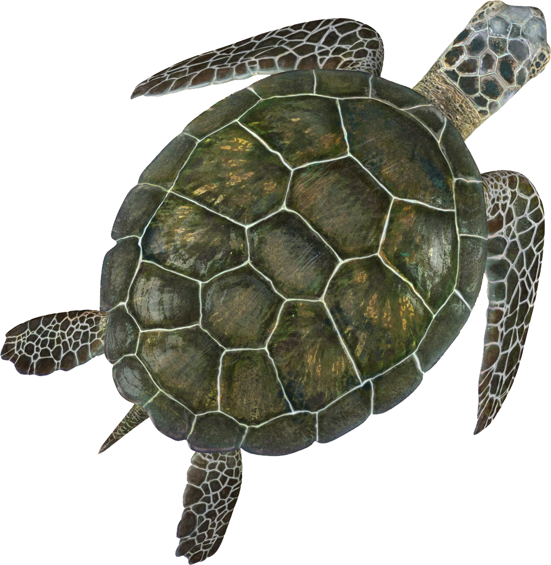 Turtle Sea Download HQ Transparent PNG Image