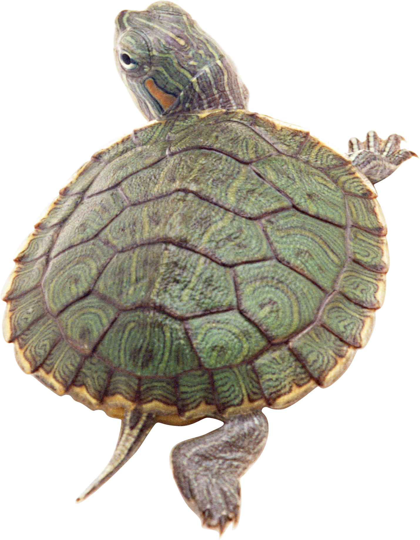 Turtle Sea Free Download PNG HQ Transparent PNG Image