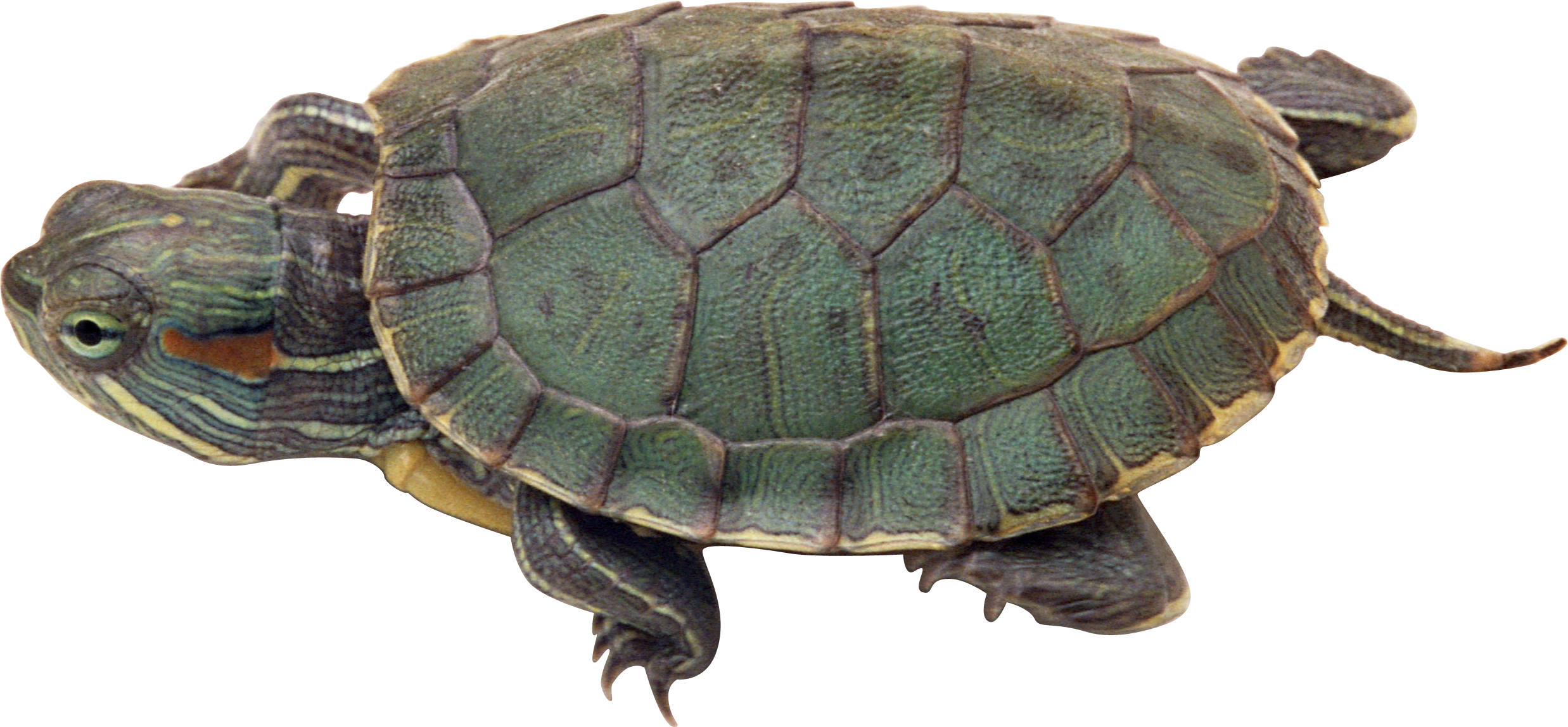 Turtle Sea Download HD Transparent PNG Image