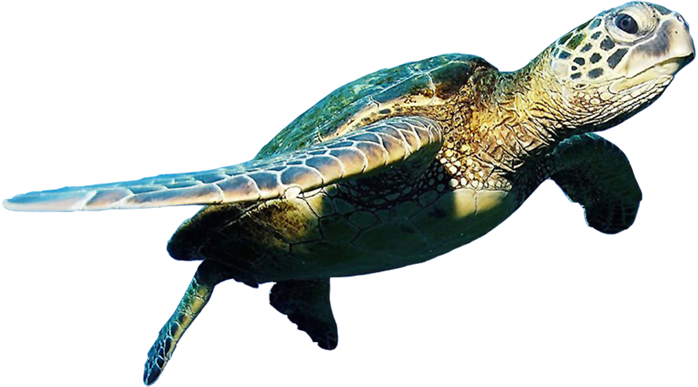 Turtle Free Photo Transparent PNG Image