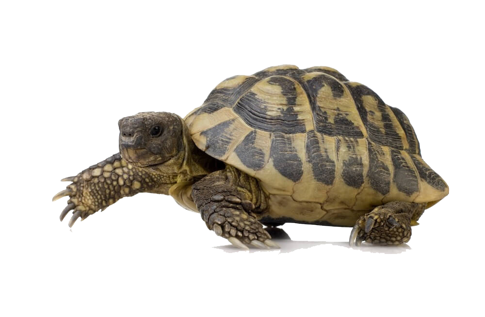 Turtle Free Download Image Transparent PNG Image