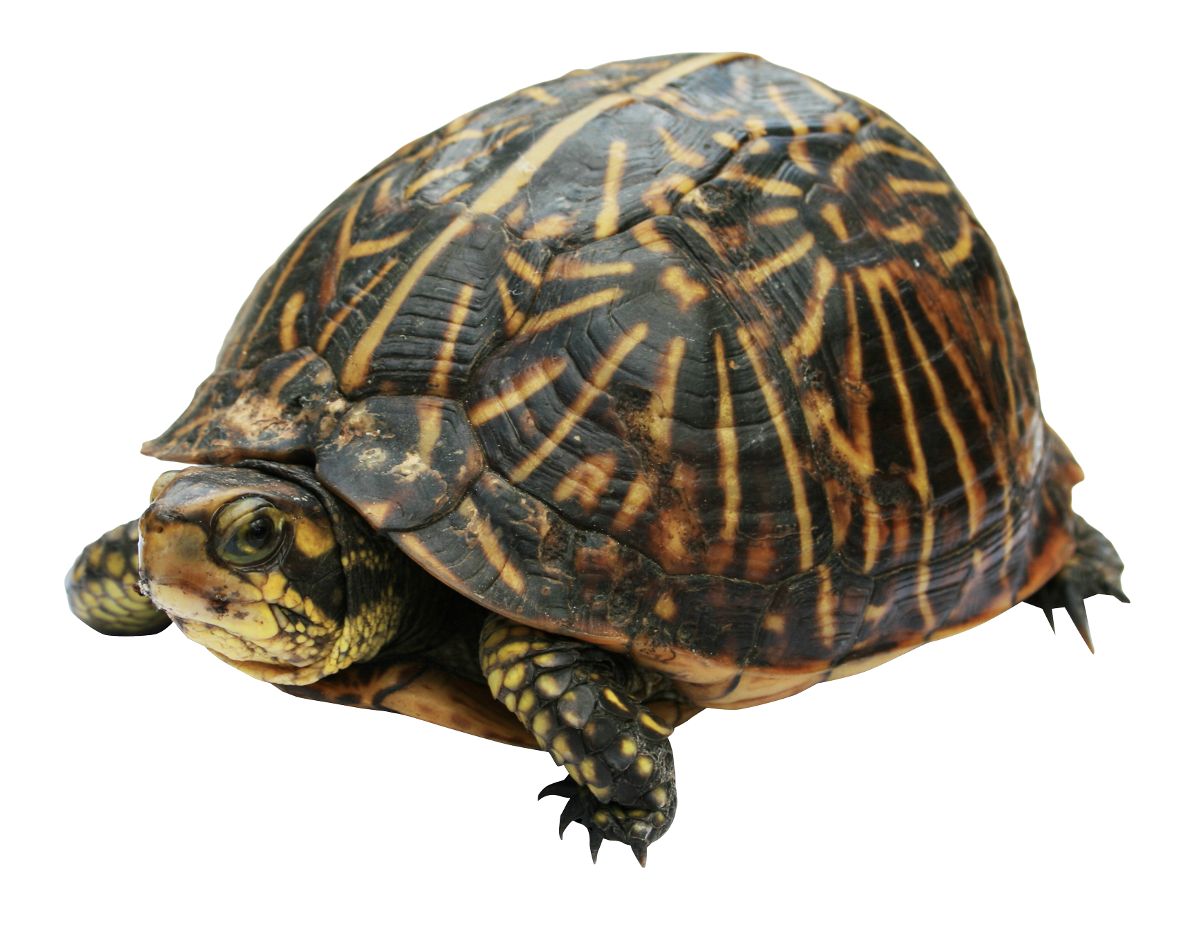 Turtle Photos Free Clipart HD Transparent PNG Image