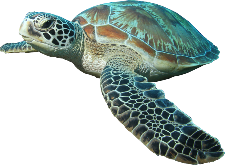 Turtle Pic HQ Image Free Transparent PNG Image