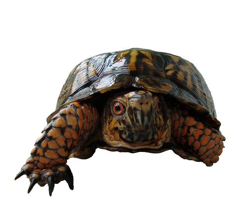 Box Turtle Photos Transparent PNG Image