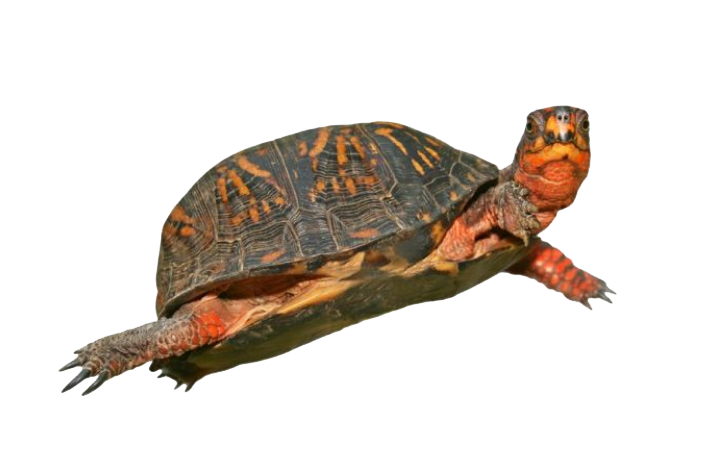 Box Turtle Hd Transparent PNG Image