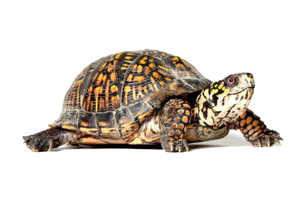 Box Turtle File Transparent PNG Image