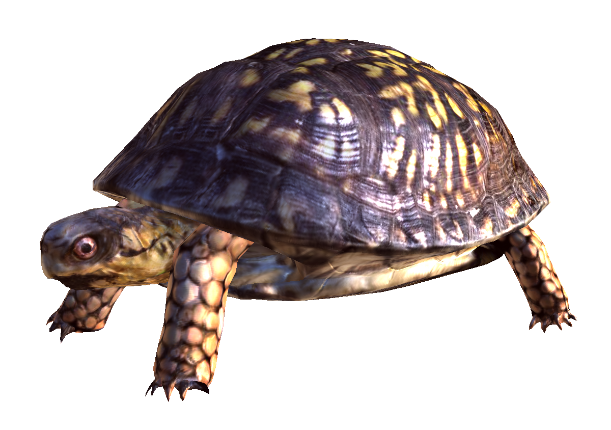 Box Turtle Free Download Transparent PNG Image