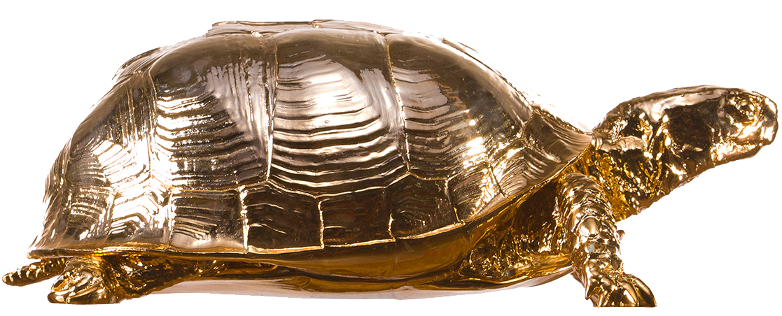 Box Turtle Picture Transparent PNG Image