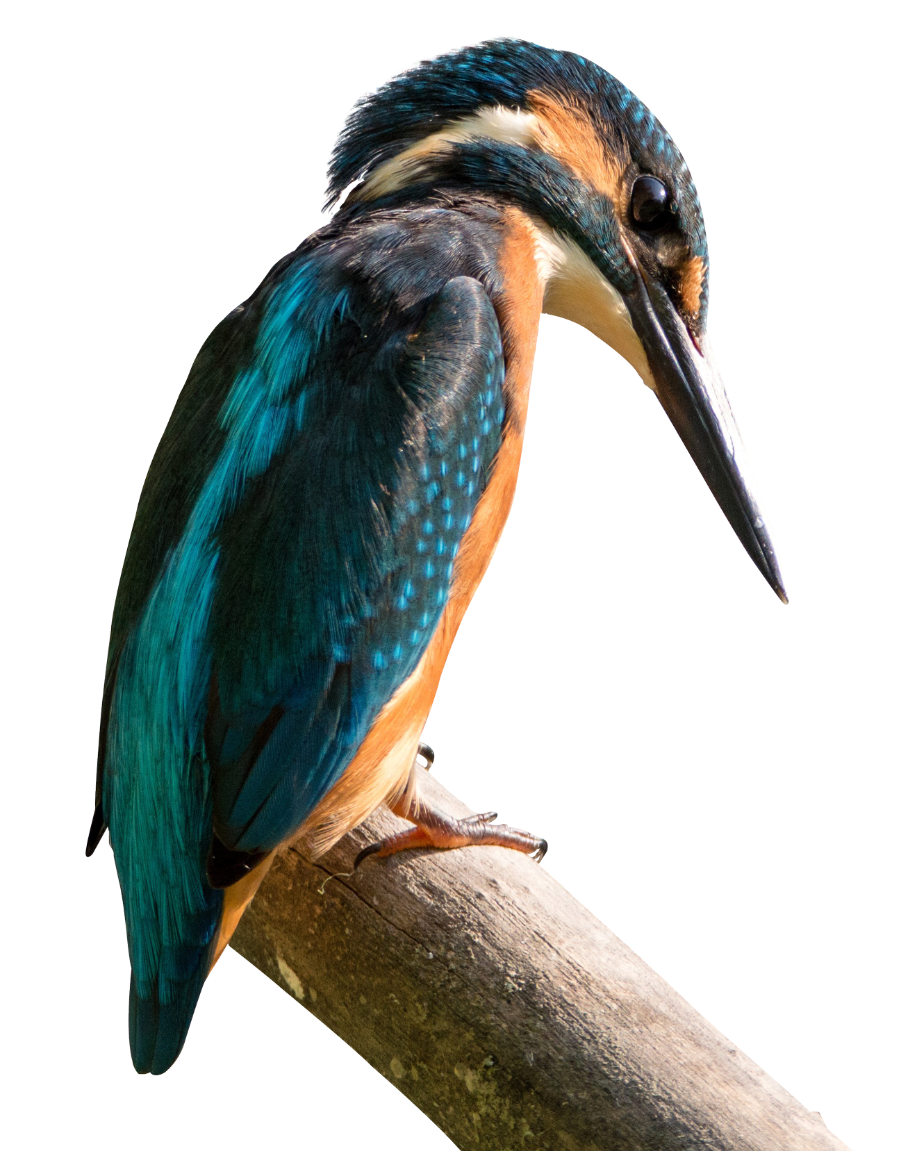 Kernel Kingfisher Antix Mx Bird Linux Debian Transparent PNG Image